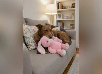 Hündin Archie sucht ein Zuhause