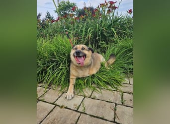 Mukhtar auf drei beinen durchs leben