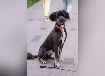 Neugieriger Bob sucht aktive Familie