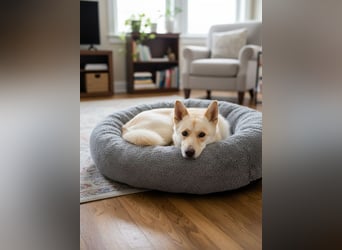 Weiße Schönheit Elsa sucht Familie