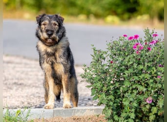 Familienhund Diver sucht...