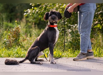 Neugieriger Bob sucht aktive Familie