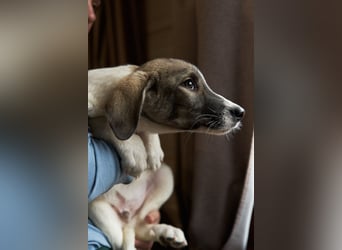 Wer will Harvi die Welt zeigen?!