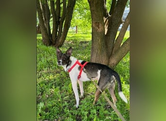 Gesseliger Peter sucht dich ...