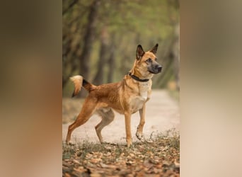 Selbstbewusster Ryzhik sucht neue Familie