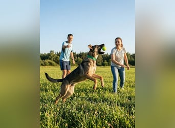 Mutiger Krosh sucht aktive Familie