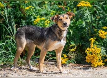 Liebevolle Betty sucht Zuhause