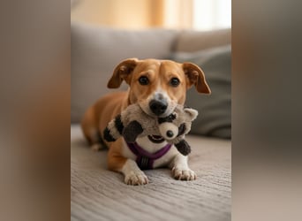 Bucks sucht menschen mit liebe und geduld
