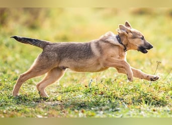 Kleiner Diesel sucht seine Menschen für immer
