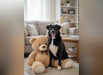 Der freundliche Jack sucht sein Körbchen