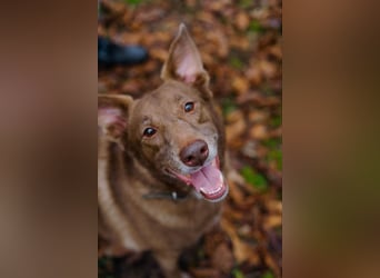Hündin Archie sucht ein Zuhause