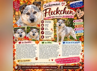 Zuckermaus Fleckchen sucht liebe Menschen für immer