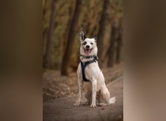 Liebevoll begleitet dich Orlando