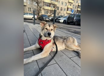 Lada sucht ihre Familie