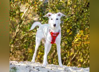 Weißer Uma sucht zu hause