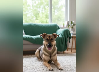 Mutiger Krosh sucht aktive Familie