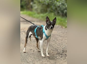 Gesseliger Peter sucht dich ...