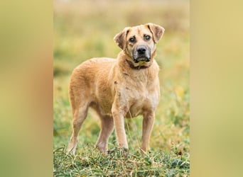 Blind und Taub sucht Pryanik seine Familie