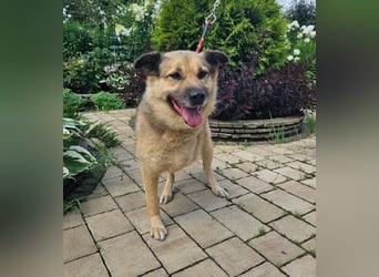 Mukhtar auf drei beinen durchs leben