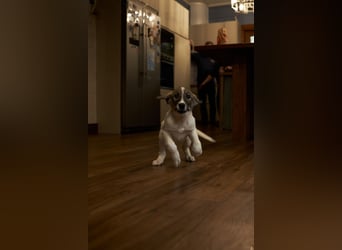 Wer will Harvi die Welt zeigen?!