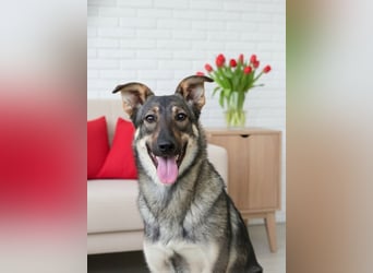 Liebevolle Olivka sucht ihren platz