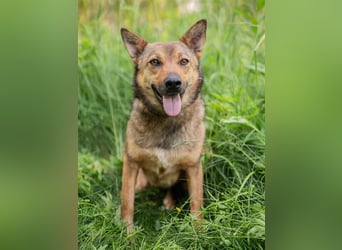 Anhängliche Nika sucht Menschen