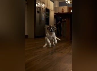 Wer will Harvi die Welt zeigen?!