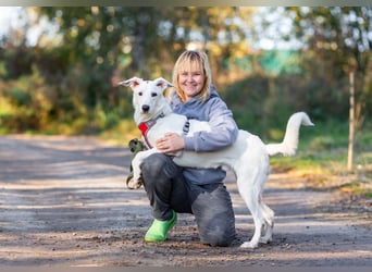 Weißer Uma sucht zu hause