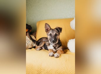Junger Boss sucht sein Glück