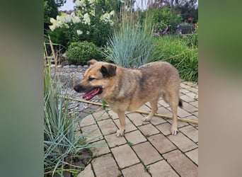 Mukhtar auf drei beinen durchs leben