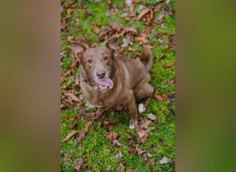 Hündin Archie sucht ein Zuhause