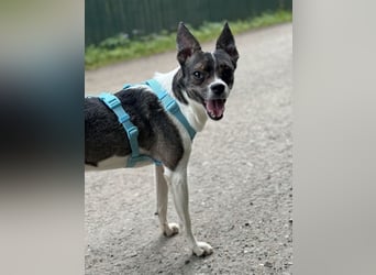 Gesseliger Peter sucht dich ...