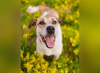 Shonny .. Wer gibt ihm sein für immer zu hause