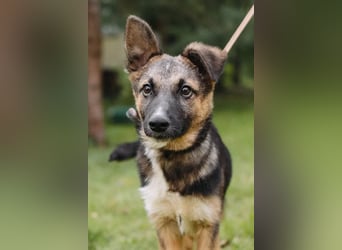 Junger Boss sucht sein Glück