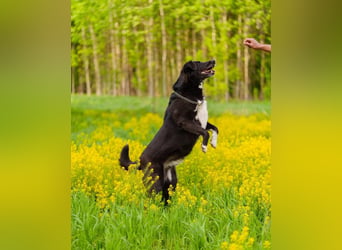 Der freundliche Jack sucht sein Körbchen