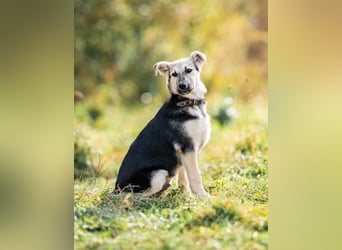 Junger Chernysh möchte die Welt Erkunden