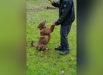 Hündin Archie sucht ein Zuhause
