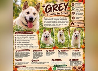 Grey ist aktiv im Leben