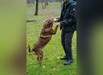 Hündin Archie sucht ein Zuhause