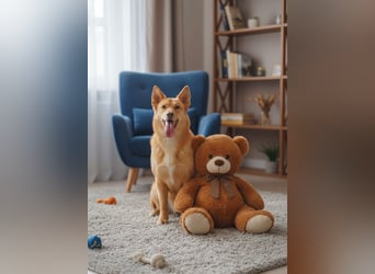 Wunderschöne Vesta sucht ihren platz