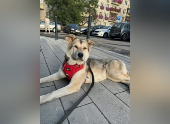 Lada sucht ihre Familie