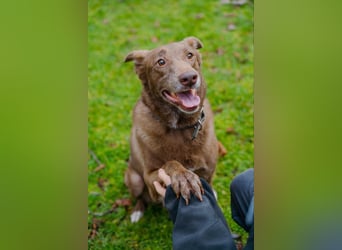 Hündin Archie sucht ein Zuhause