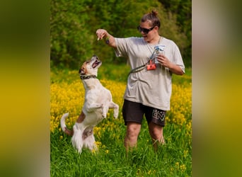 Shonny .. Wer gibt ihm sein für immer zu hause