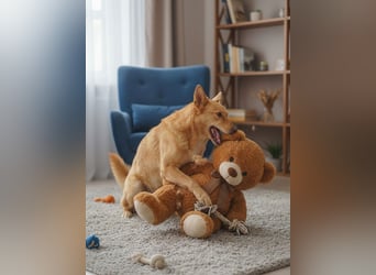 Wunderschöne Vesta sucht ihren platz
