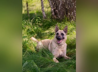 Sanfte Sofia sucht treue Familie