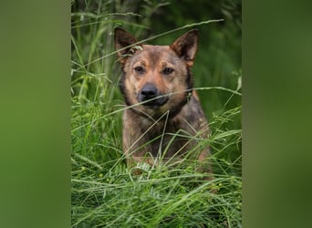 Anhängliche Nika sucht Menschen