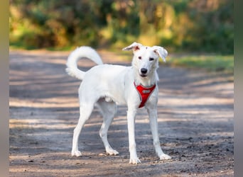 Weißer Uma sucht zu hause