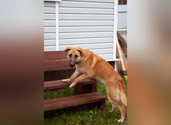 Junge hübsche Leia sucht Familie