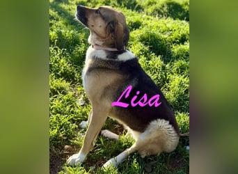 Liebes Seelchen Lisa