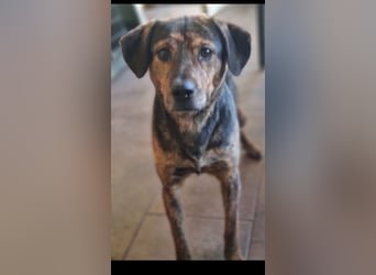 Hektor sucht sein Platz für immer!